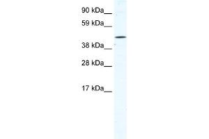WB Suggested Anti-TTC19 Antibody Titration:  1. (TTC19 antibody  (N-Term))