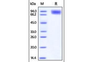 Human DNAM-1, Fc Tag on SDS-PAGE under reducing (R) condition. (CD226 Protein (CD226) (AA 19-247) (Fc Tag))