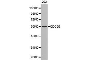 Western Blotting (WB) image for anti-Cell Division Cycle 20 Homolog (S. Cerevisiae) (CDC20) antibody (ABIN1871671) (CDC20 antibody)