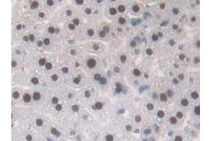 Detection of TALDO1 in Mouse Liver Tissue using Polyclonal Antibody to Transaldolase (TALDO1) (TALDO1 antibody  (AA 35-285))