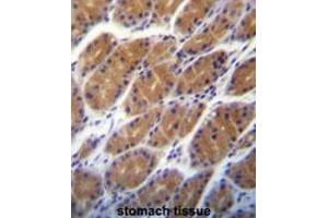 CLDN2 Antibody (C-term pTyr195) immunohistochemistry analysis in formalin fixed and paraffin embedded human stomach tissue followed by peroxidase conjugation of the secondary antibody and DAB staining.