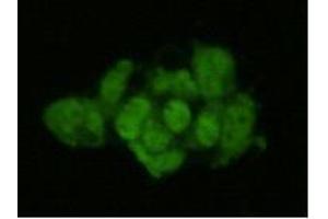 Immunocytochemistry (ICC) image for anti-Geminin, DNA Replication Inhibitor (GMNN) antibody (ABIN1112893) (Geminin antibody)