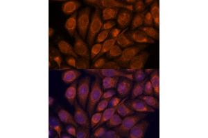 Immunofluorescence (IF) image for anti-Importin 4 (IPO4) (AA 728-1081) antibody (ABIN7267857)