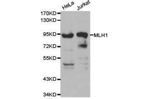 Western Blotting (WB) image for anti-MutL Homolog 1 (MLH1) antibody (ABIN1873703)