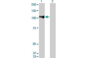 Western Blot analysis of NELL1 expression in transfected 293T cell line by NELL1 monoclonal antibody (M01), clone 6A8. (NELL1 antibody  (AA 304-403))