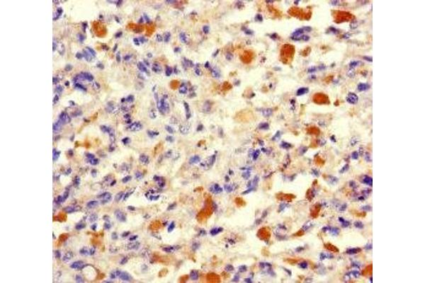 TRMT112 antibody  (AA 1-125)