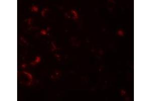 Immunofluorescence (IF) image for anti-Axin 1 (AXIN1) (C-Term) antibody (ABIN1030273) (Axin antibody  (C-Term))