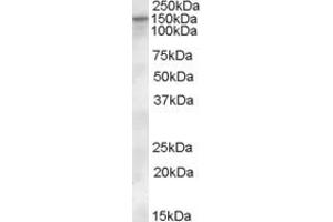 ABIN238576 (0. (SLC12A4 antibody  (Internal Region))