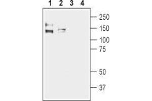 Western blot analysis of human Colo205 colon adenocarcinoma (lanes 1 and 3) and human Caco-2 colon adenocarcinoma cell lysates (lanes 2 and 4): - 1,2. (KCNMA1 antibody  (C-Term, Intracellular))