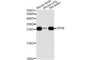 Western blot analysis of extracts of various cell lines, using GPX4 antibody (ABIN6294188) at 1:1000 dilution. (GPX4 antibody)