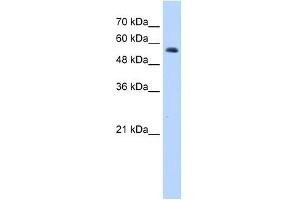 Western Blot showing RNF8 antibody used at a concentration of 1. (RNF8 antibody  (C-Term))