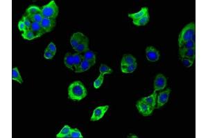 Immunofluorescent analysis of HepG2 cells using ABIN7154134 at dilution of 1:100 and Alexa Fluor 488-congugated AffiniPure Goat Anti-Rabbit IgG(H+L) (GAPDH antibody  (AA 2-335))