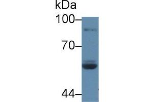 LPO antibody  (AA 351-589)