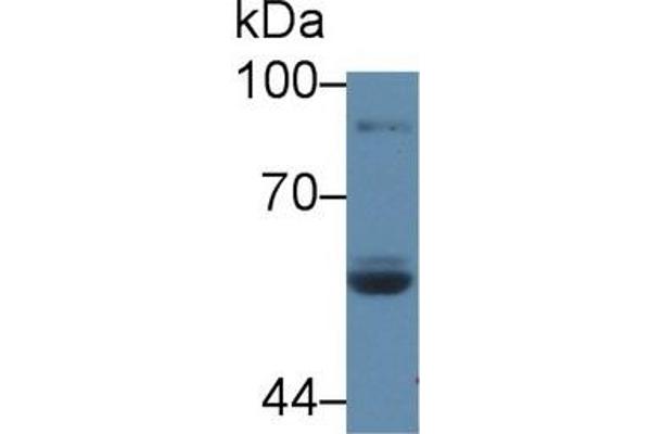 LPO antibody  (AA 351-589)