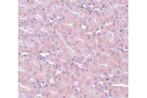 Immunohistochemical staining of mouse kidney tissue with 5 ug/mL FRMPD2 polyclonal antibody .