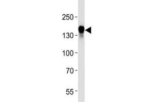 EGF Receptor antibody western blot analysis in HeLa lysate (EGFR antibody  (AA 1163-1191))