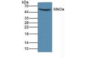 Figure. (MMP14 antibody  (AA 121-487))
