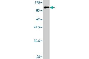 Western Blot detection against Immunogen (91.