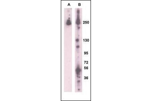 LRRK2 antibody  (AA 931-962)