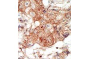 Immunohistochemistry (Paraffin-embedded Sections) (IHC (p)) image for anti-EPH Receptor A4 (EPHA4) (C-Term) antibody (ABIN359795)