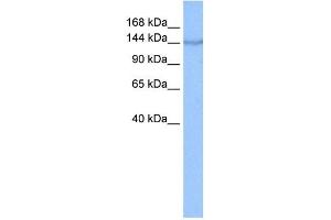 COPA antibody used at 0. (COPA antibody  (N-Term))