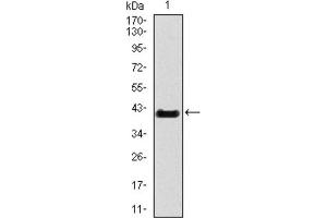 Western blot analysis using T antibody against HEK293 (1) and T (AA: 218-352) -hIgGFc transfected HEK293 (2) cell lysate. (T Antigen (AA 218-352) antibody)