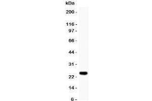 Western blot testing of Cyclin D3 antibody and recombinant human protein (0. (Cyclin D3 antibody  (AA 136-292))