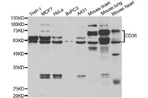 Western blot analysis of extracts of various cell lines, using CD36 antibody. (CD36 antibody)