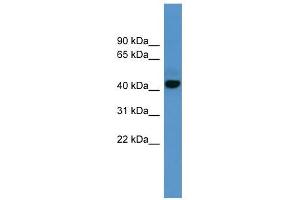 ADORA1 antibody used at 0.