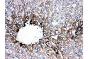 IHC testing of FFPE mouse liver with CYP1A2 antibody.