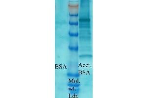 Western blot analysis of Bovine serum albumin showing detection of Acetylated Lysine protein using Rabbit Anti-Acetylated Lysine Polyclonal Antibody . (Lysine (lys) (acetylated) antibody (Atto 488))