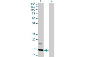Western Blot analysis of IFITM2 expression in transfected 293T cell line by IFITM2 MaxPab polyclonal antibody. (IFITM2 antibody  (AA 1-132))
