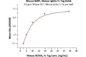 ELISA image for Tumor Necrosis Factor (Ligand) Superfamily, Member 13b (TNFSF13B) (AA 127-309) (Active) protein (Fc Tag) (ABIN6253646)
