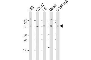 All lanes : Anti-YY1 Antibody (N-term) at 1:2000 dilution Lane 1: 293 whole cell lysate Lane 2: C2C12 whole cell lysate Lane 3: C6 whole cell lysate Lane 4: Daudi whole cell lysate Lane 5: U-251 MG whole cell lysate Lysates/proteins at 20 μg per lane. (YY1 antibody  (N-Term))