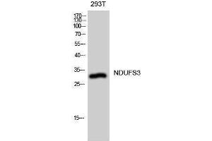 Western Blotting (WB) image for anti-NADH Dehydrogenase (Ubiquinone) Fe-S Protein 3, 30kDa (NADH-Coenzyme Q Reductase) (NDUFS3) (Internal Region) antibody (ABIN3185803) (NDUFS3 antibody  (Internal Region))