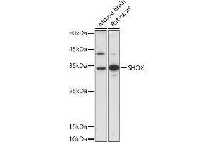 Western blot analysis of extracts of various cell lines, using SHOX antibody (ABIN7270286) at 1:1000 dilution. (SHOX antibody)