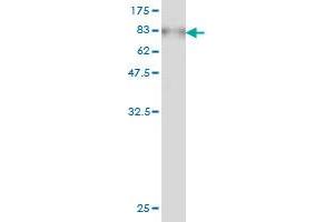 Western Blot detection against Immunogen (78. (AKT1 antibody  (AA 1-480))