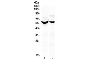 Western blot testing of human 1) HeLa and 2) HepG2 cell lysate with KPNA2 antibody at 0. (KPNA2 antibody  (AA 2-46))