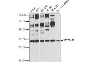 Western blot analysis of extracts of various cell lines, using SET/T antibody (ABIN6131351, ABIN6147629, ABIN6147632 and ABIN6216153) at 1:1000 dilution. (SET/TAF-I antibody  (AA 146-277))