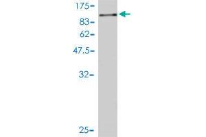Western Blot detection against Immunogen (98. (alpha Adducin antibody  (AA 1-662))