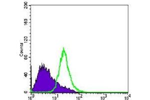 FC analysis of PC-3 cells using anti-NKX3A antibody (green) and negative control (purple). (NKX3-1 antibody)