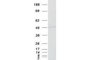 Validation with Western Blot (RING1 Protein (Myc-DYKDDDDK Tag))