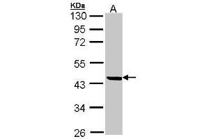 WB Image Sample (30 ug of whole cell lysate) A: 293T 12% SDS PAGE antibody diluted at 1:500 (SERPINB1 antibody  (Center))