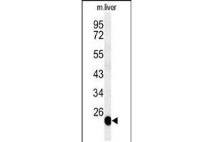Western blot analysis of BSND Antibody in mouse liver tissue lysates (35ug/lane) (BSND antibody  (C-Term))