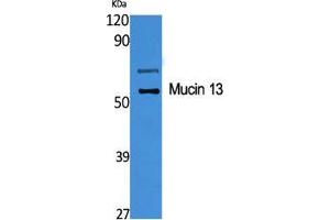 Western Blot (WB) analysis of specific cells using Mucin 13 Polyclonal Antibody. (MUC13 antibody  (C-Term))