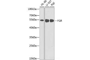 Western blot analysis of extracts of various cell lines using FGR Polyclonal Antibody at dilution of 1:1000. (Fgr antibody)