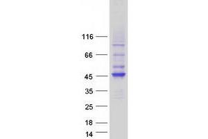 HAUS Augmin-Like Complex, Subunit 4 (HAUS4) protein (Myc-DYKDDDDK Tag)