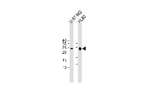 All lanes : Anti-Bcl-w Antibody (BH3 Domain Specific) at 1:1000 dilution Lane 1: U-87 MG whole cell lysate Lane 2: HL-60 whole cell lysate Lysates/proteins at 20 μg per lane. (BCL2L2 antibody  (AA 24-59))