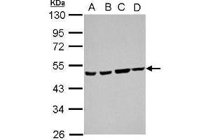 WB Image Sample (30 ug of whole cell lysate) A: 293T B: A431 C: HeLa D: HepG2 10% SDS PAGE antibody diluted at 1:1000 (Ataxin 10 antibody)