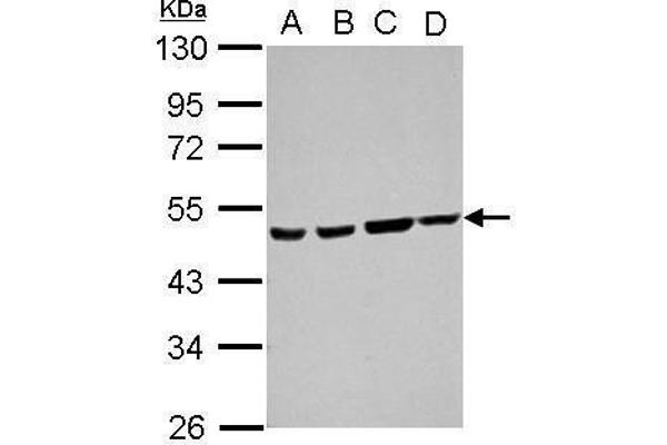 Ataxin 10 antibody